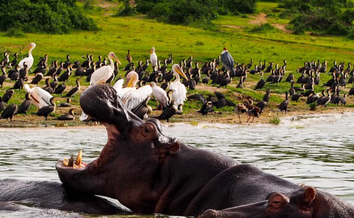 10 Day Uganda Wildlife and Primates Safari