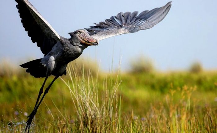 10-days-birding-uganda-and-game-drives