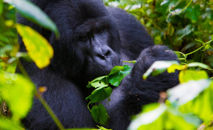 14 Day Uganda-Rwanda Wildlife & Primates Safari