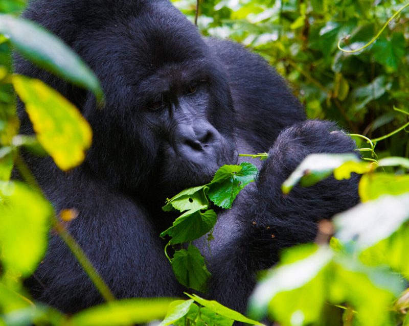 Gorilla Families | Groups in Uganda - Arcadia Safaris