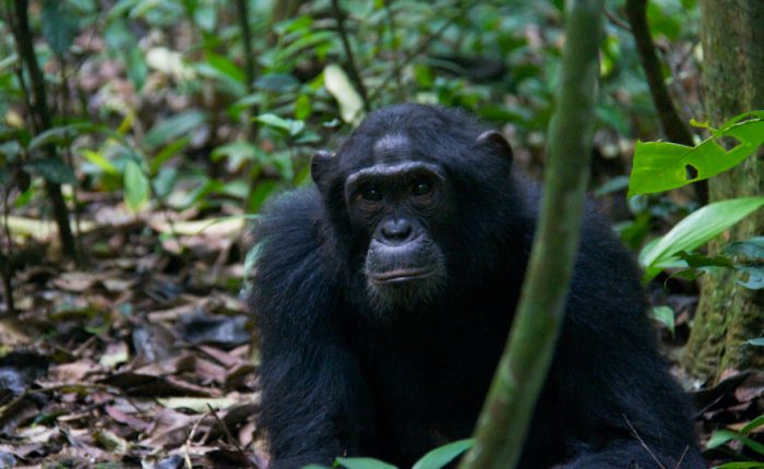 15 Day Gorillas - Chimps and Big 5 Safari