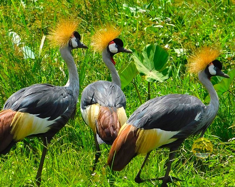 15-days-uganda-birding-safari