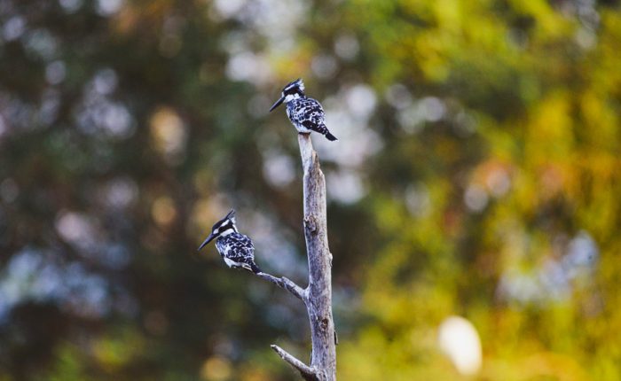 15-days-uganda-birding-safari