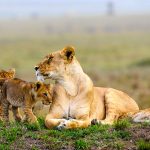 18-day-exploring-uganda-safari