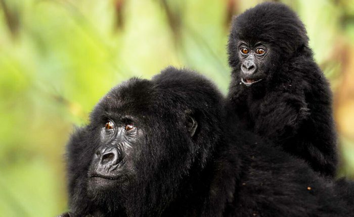 3 Day Gorilla Trekking and Batwa Trails in Bwindi