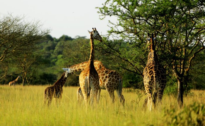 9-day-best-of-uganda-safari