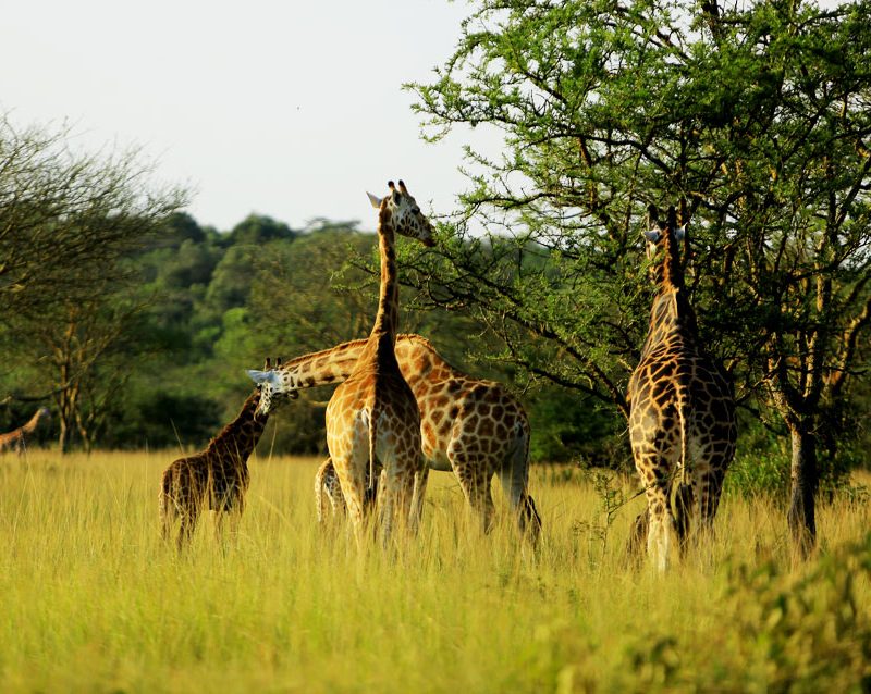 9-day-best-of-uganda-safari