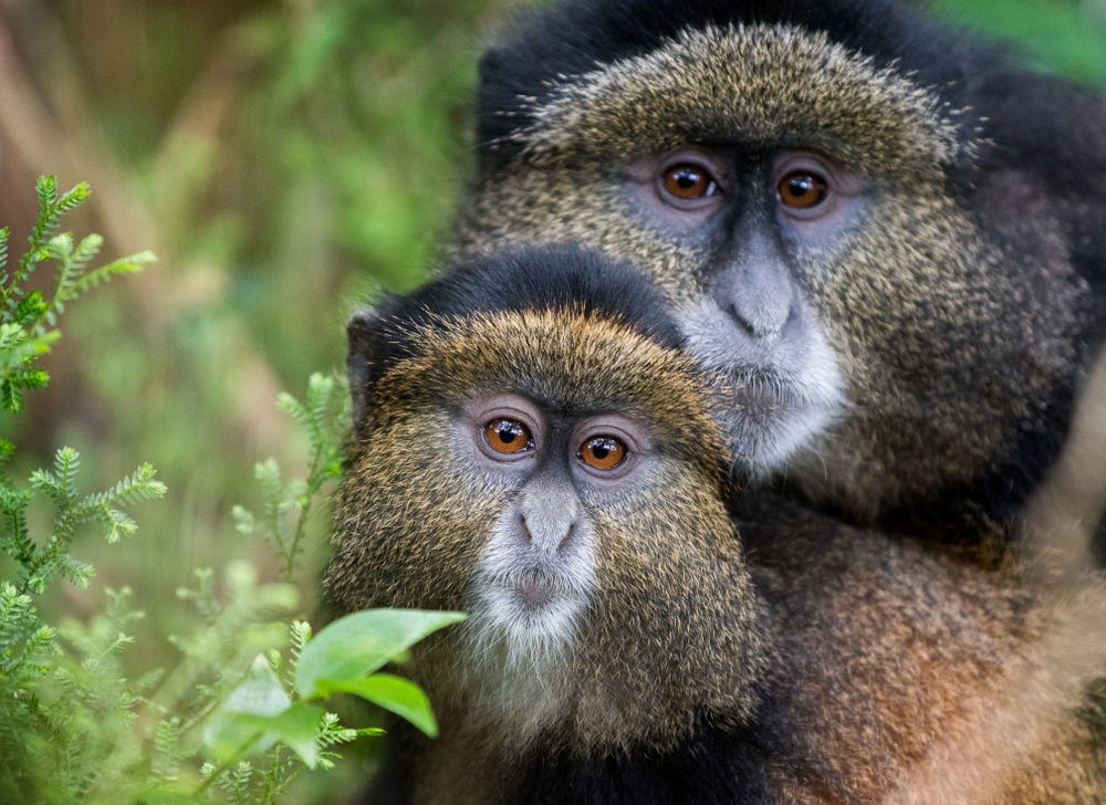 Mgahinga Gorilla National Park