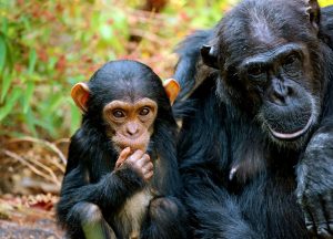 Uganda's Iconic Primates -Chimpanzee