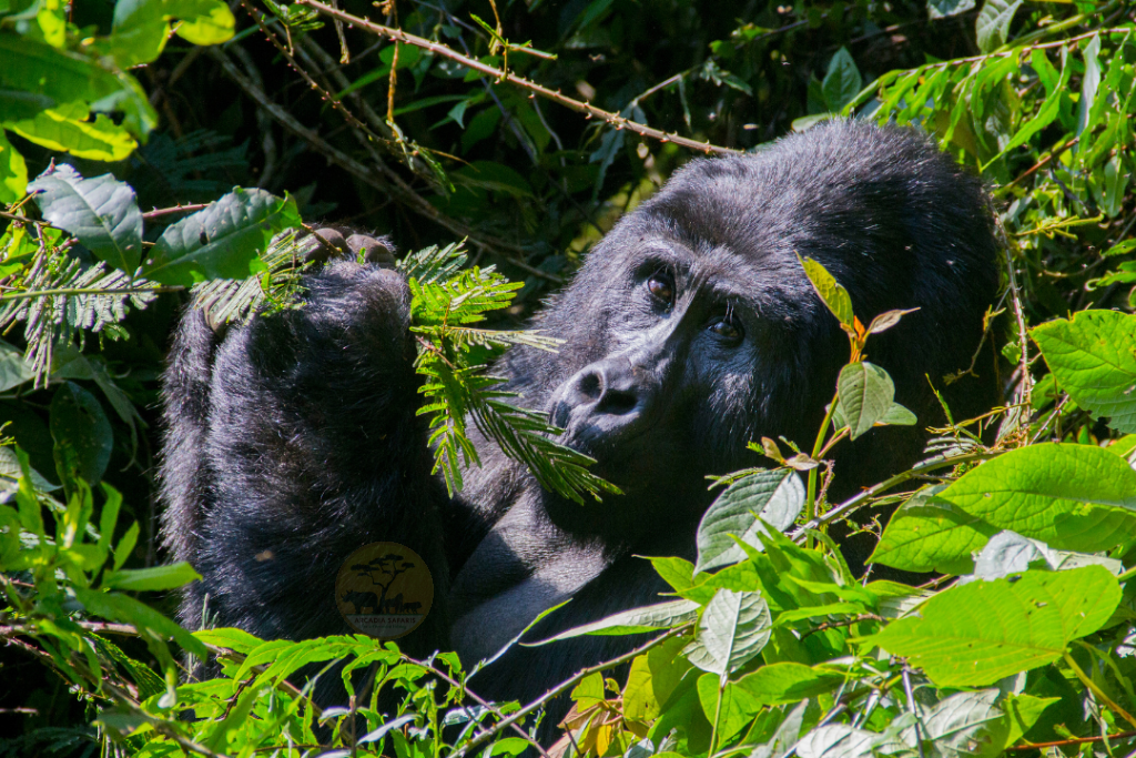 Best Country for Gorilla Trekking