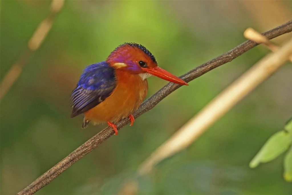 African-Pygmy-kingfisher