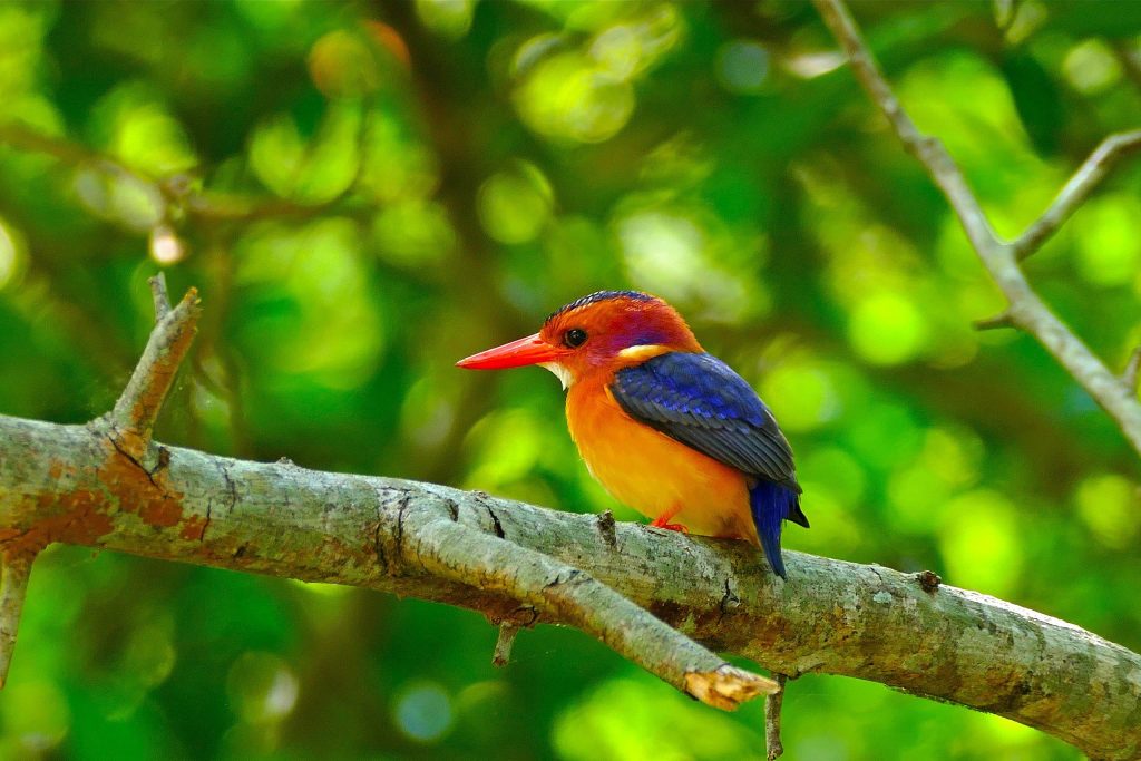 African Pygmy Kingfisher