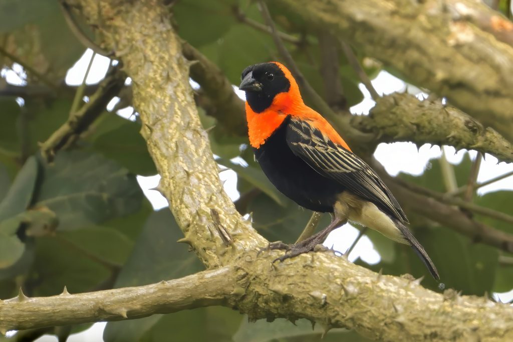 Black Bishop bird in Uganda