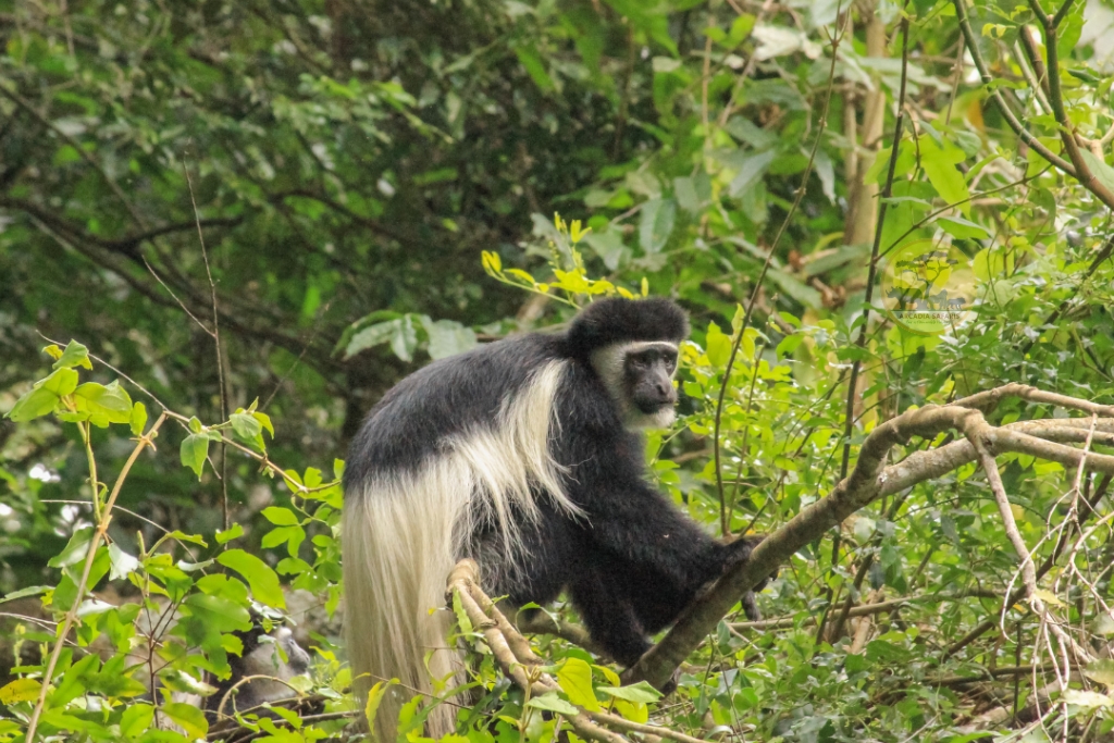 Black and White Colobus 