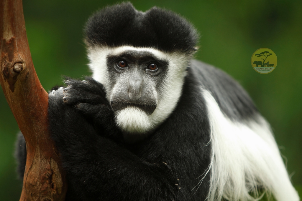 Black and White Monkey in Uganda