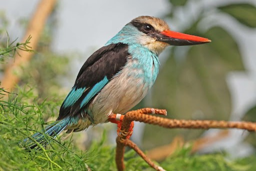 Blue-breasted Kingfisher in Uganda by Arcadia Safaris 