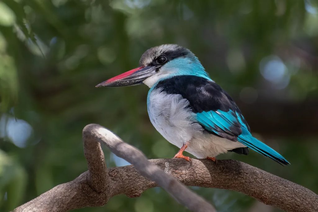 Blue-breasted Kingfisher in Uganda by Arcadia Safaris 