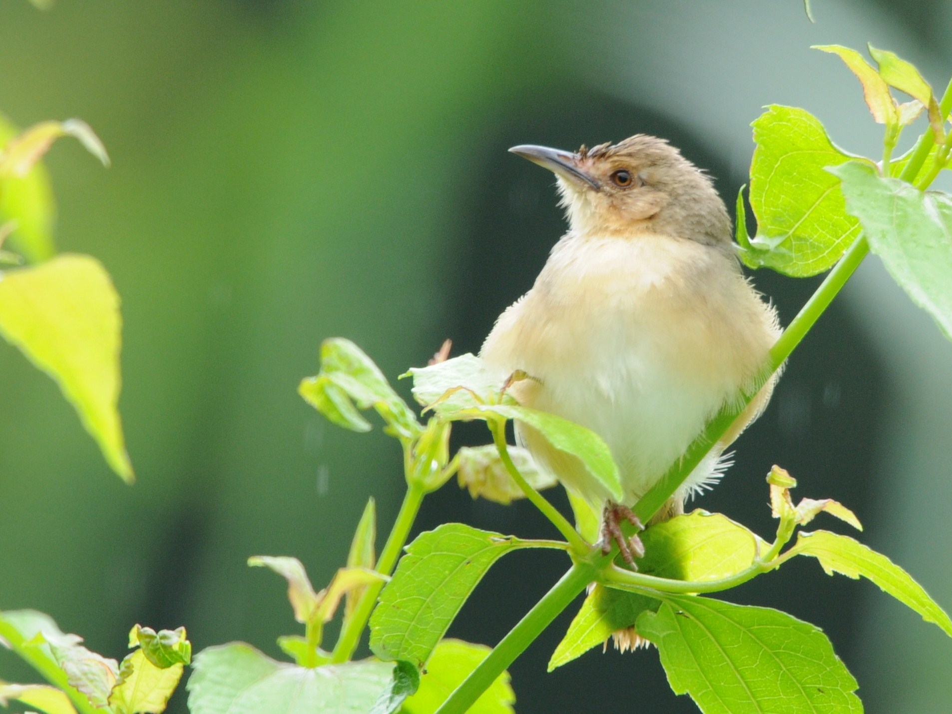 Red-faced Cisticola in Uganda