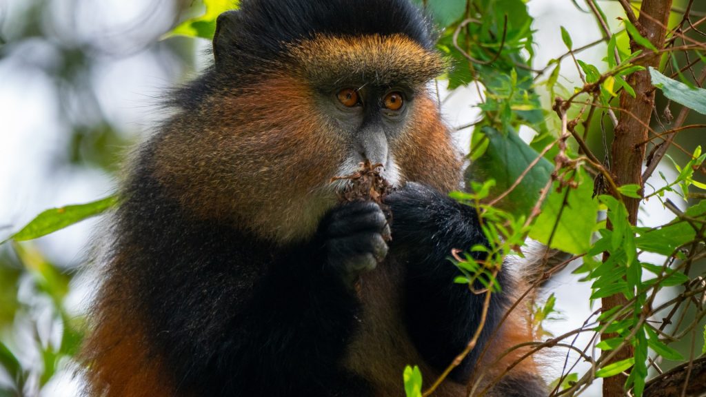 Golden Monkey in Uganda by Arcadia Safaris