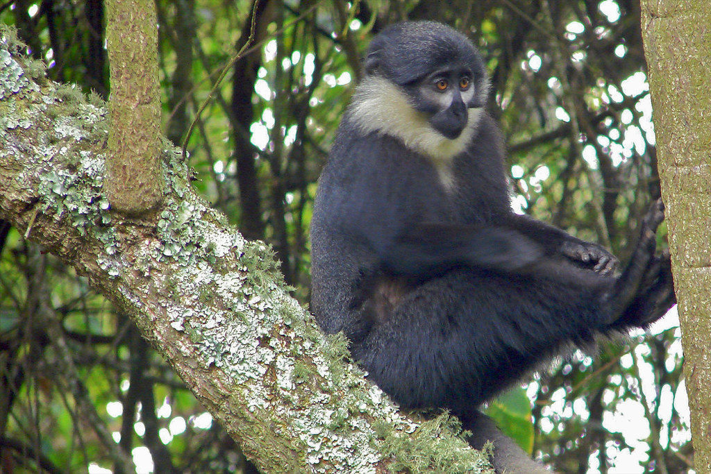 L'Hoest's Monkeys (Cercopithecus lhoesti) in Uganda