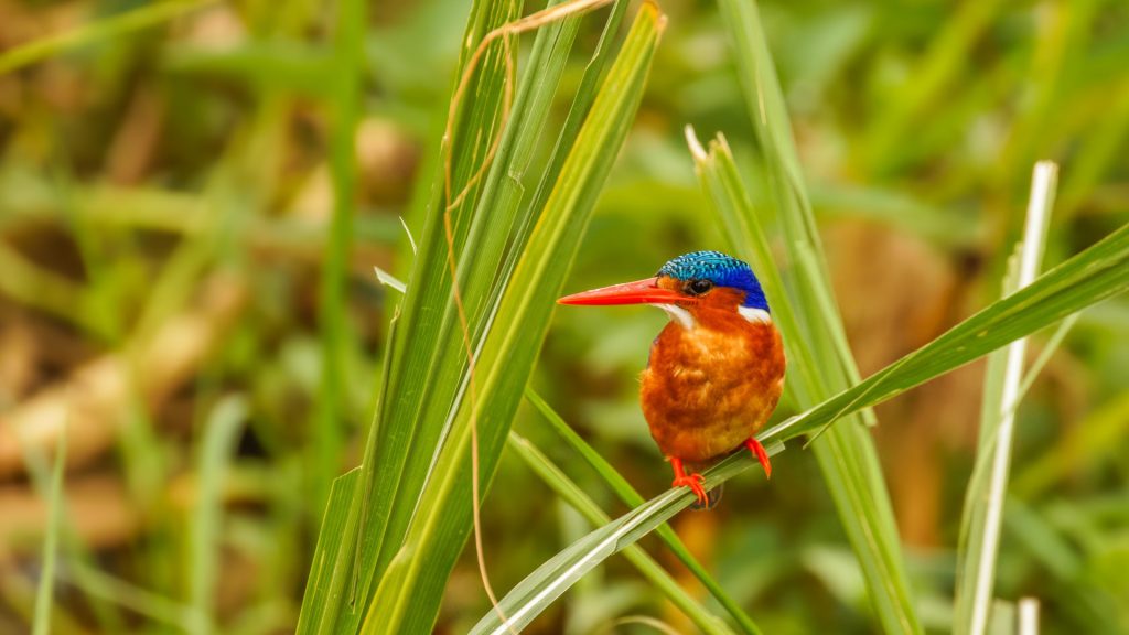 Malachite Kingfisher (Corythornis cristatus) in Uganda