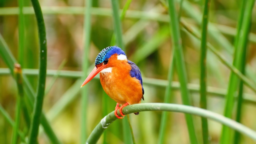 Malachite Kingfisher 