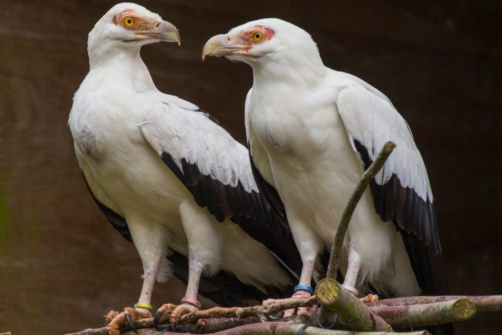 Palm-nut Vulture in Uganda