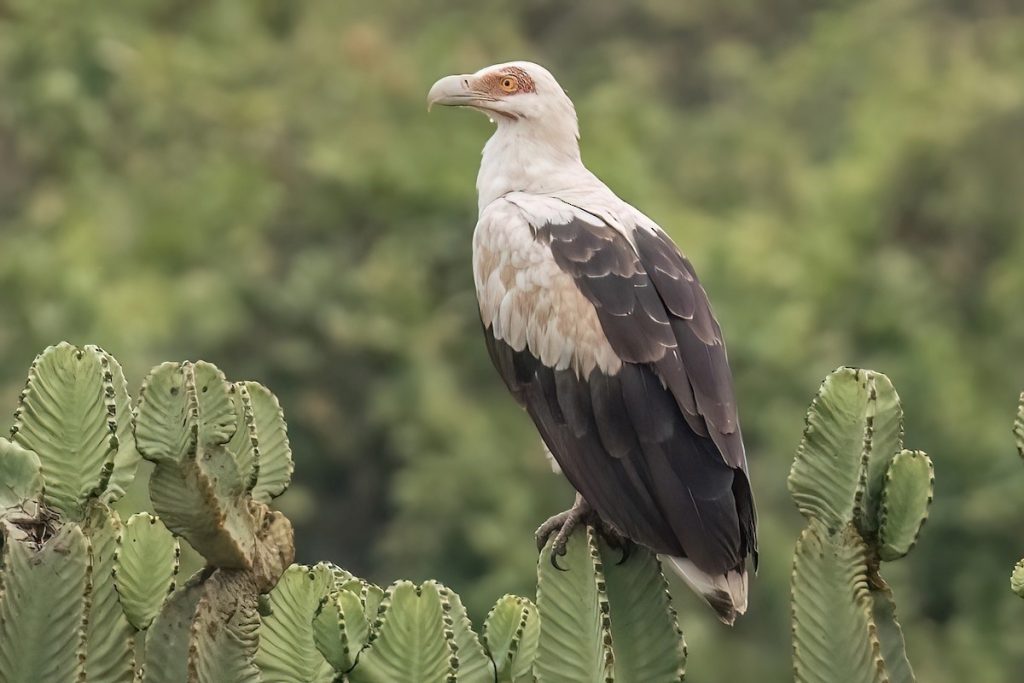 Palm-nut Vulture in Uganda