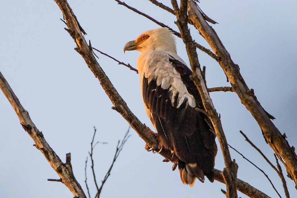 Gypohierax angolensis in Uganda