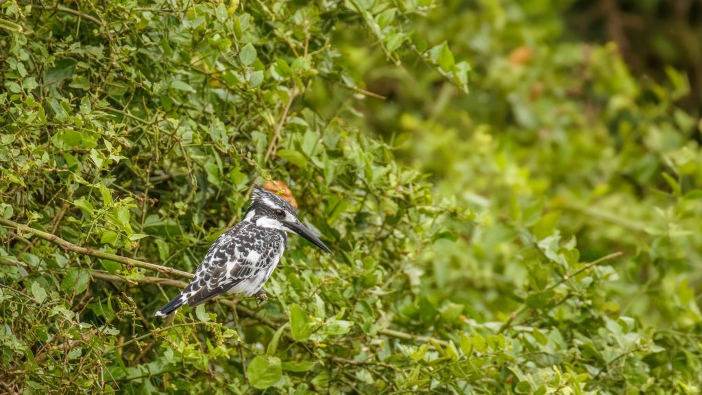 Pied Kingfisher in Uganda