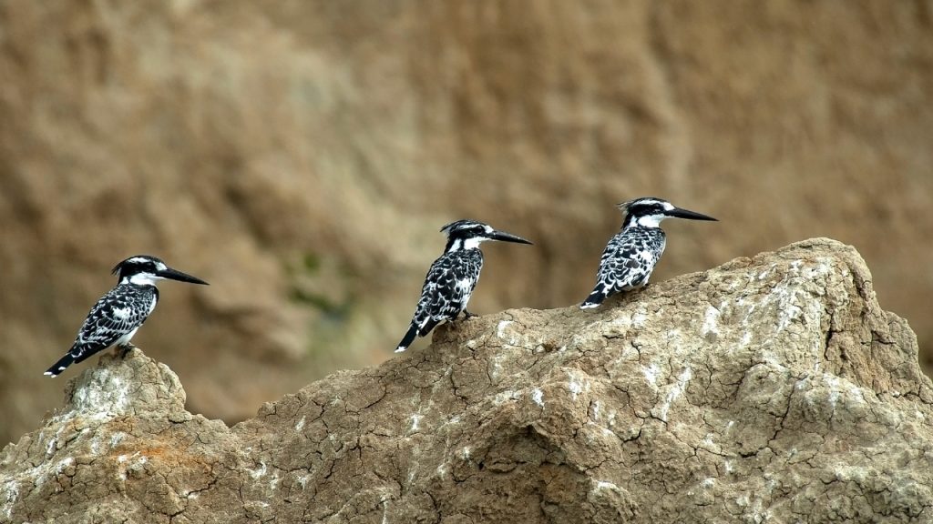 Pied Kingfisher in Uganda (Ceryle rudis)