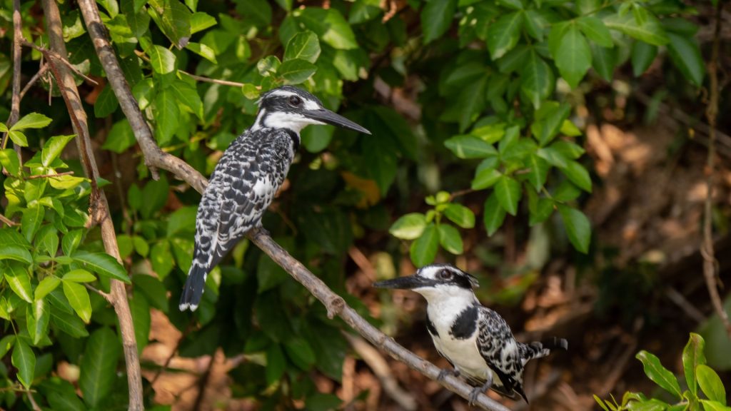 (Ceryle rudis) in Uganda