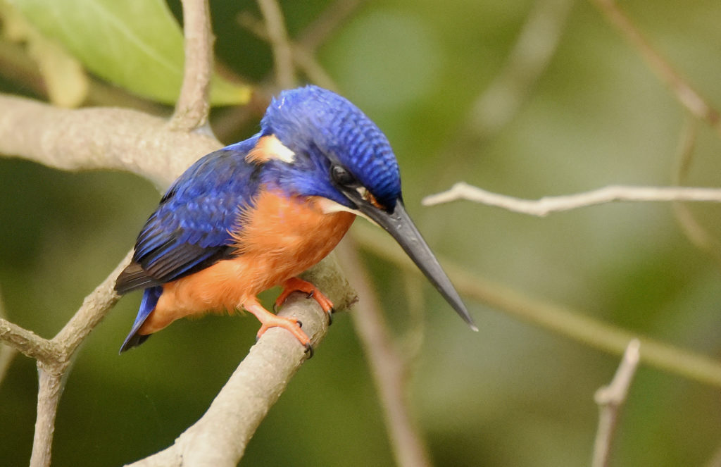 The Shining-Blue Kingfisher (Alcedo quadribrachys)