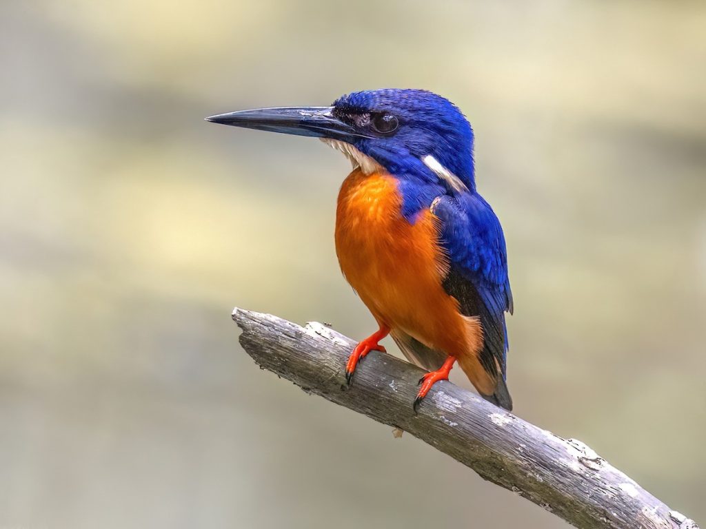 Shining-blue Kingfisher by Arcadia Safaris