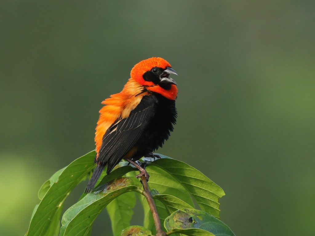 The Black Bishop (Euplectes gierowii)