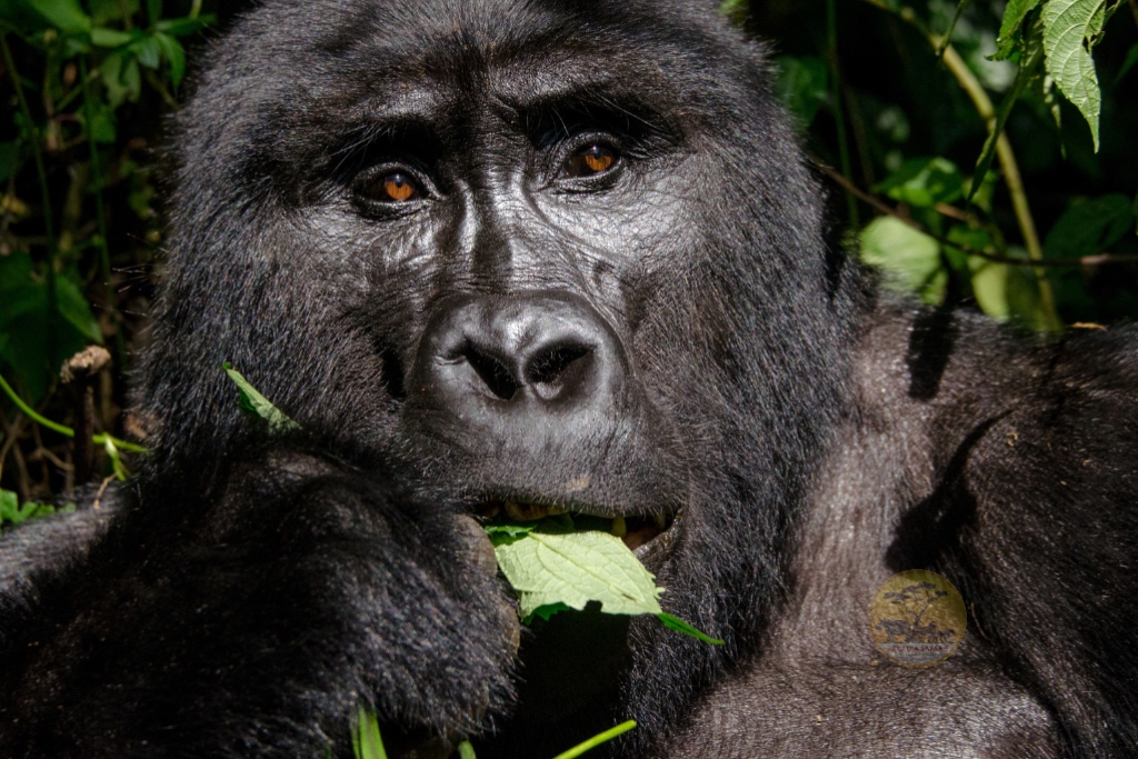 Uganda Gorilla Safari Tours