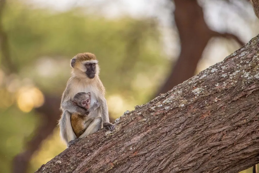 Vervet Monkey (Chlorocebus pygerythrus)