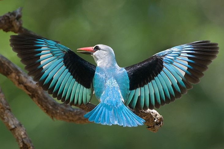 Halcyon senegalensis in Uganda