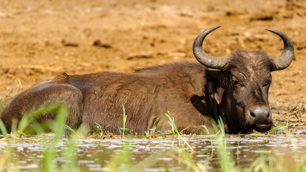 Gestation Period of a Buffalo