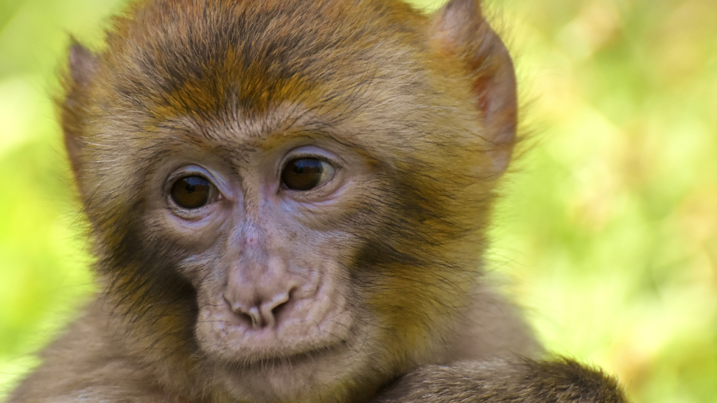 Patas Monkey