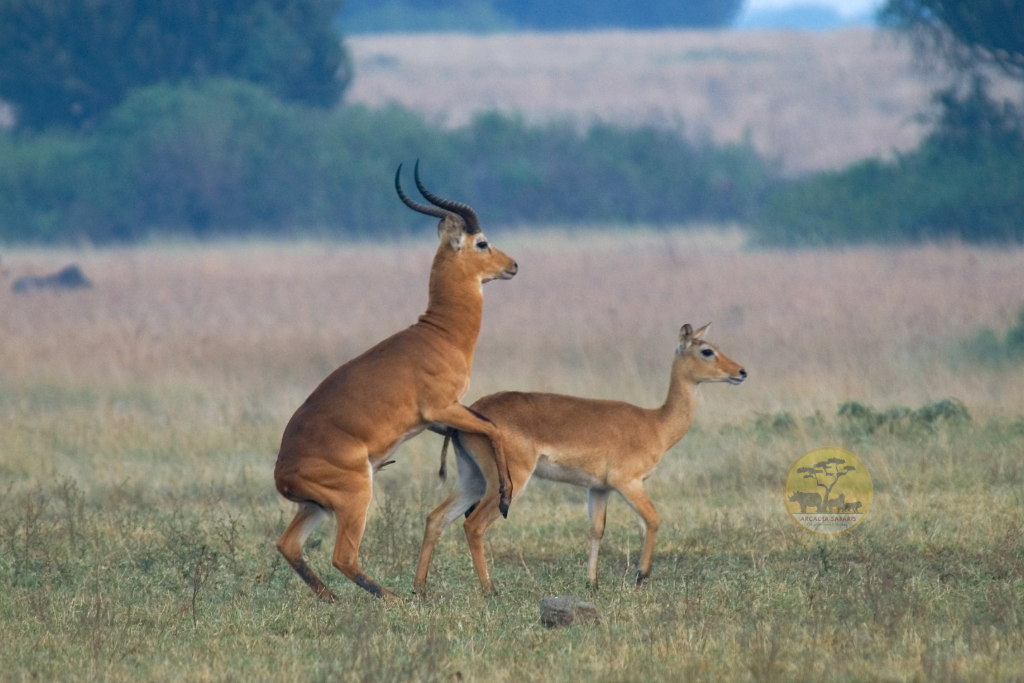 Ajai Wildlife Reserve