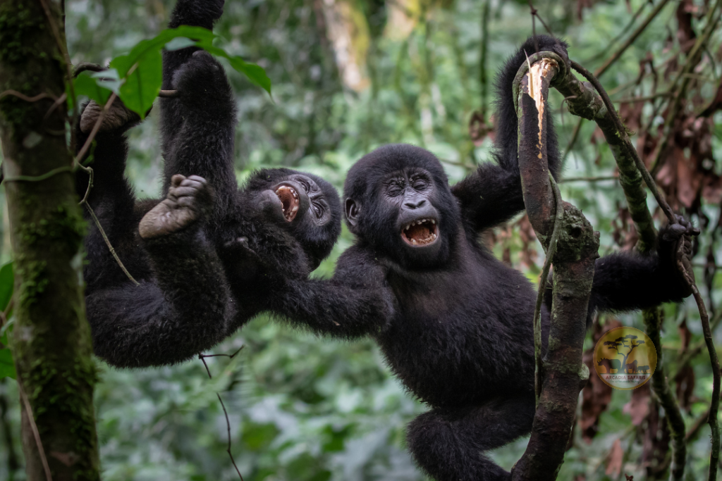 Attractions in Uganda - Bwindi Gorillas