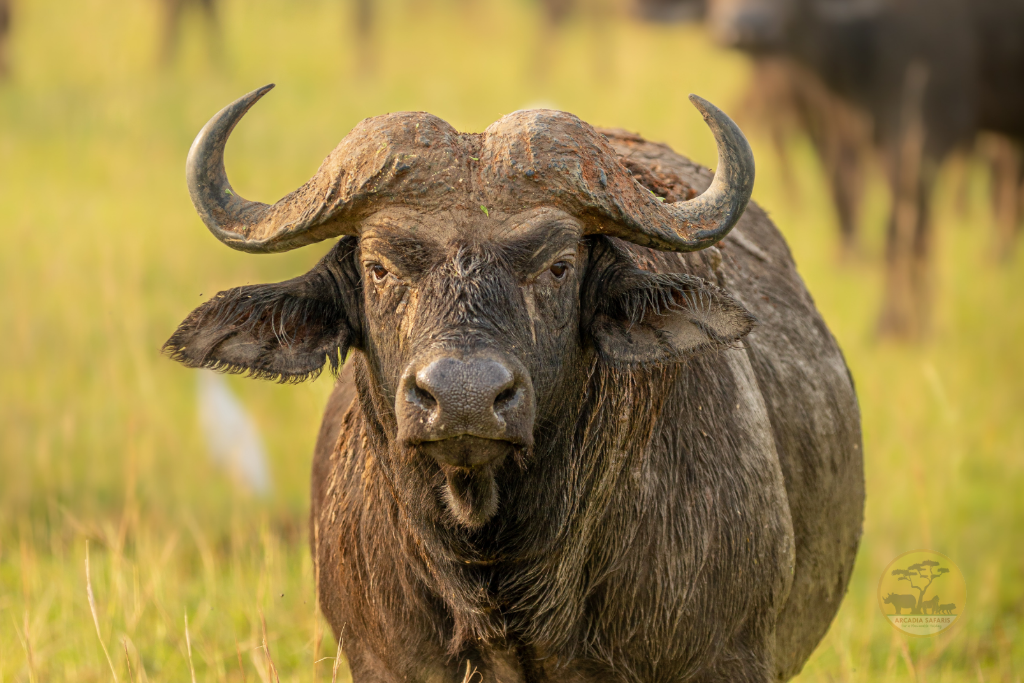 Facts About African Buffalo