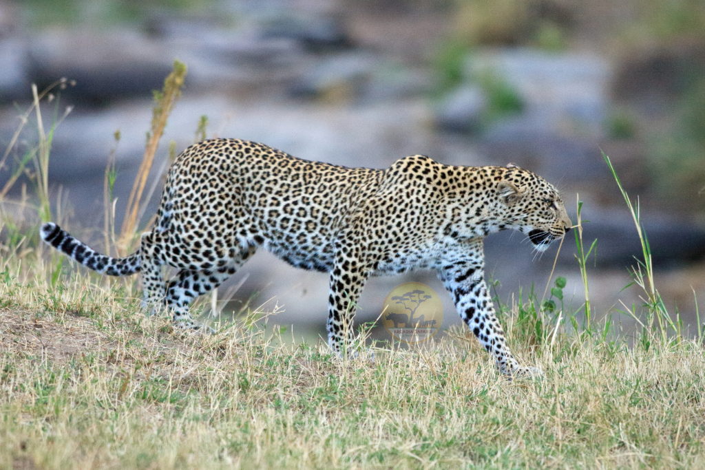 Gestation Period of a Leopard