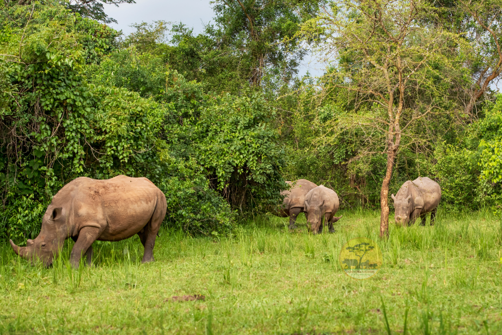 How Long Do Rhinos Live