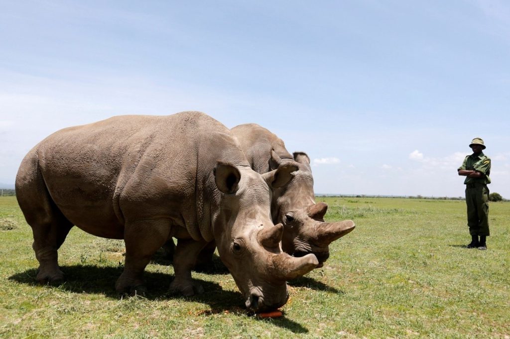 Northern White Rhino Guarded in Kenya