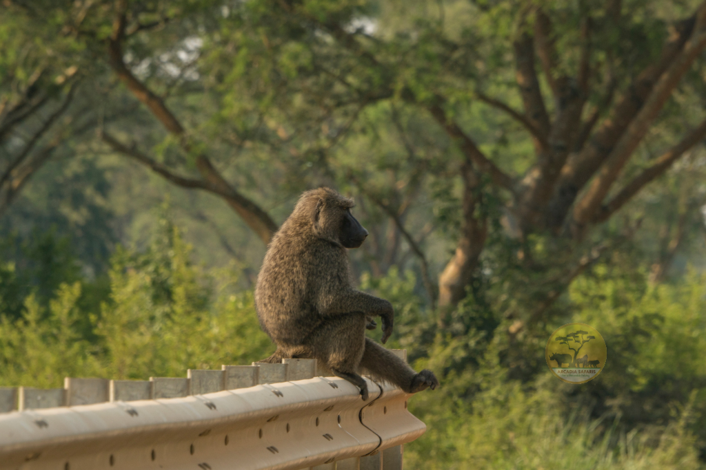 Olive Baboons in Uganda by Arcadia Safaris 1