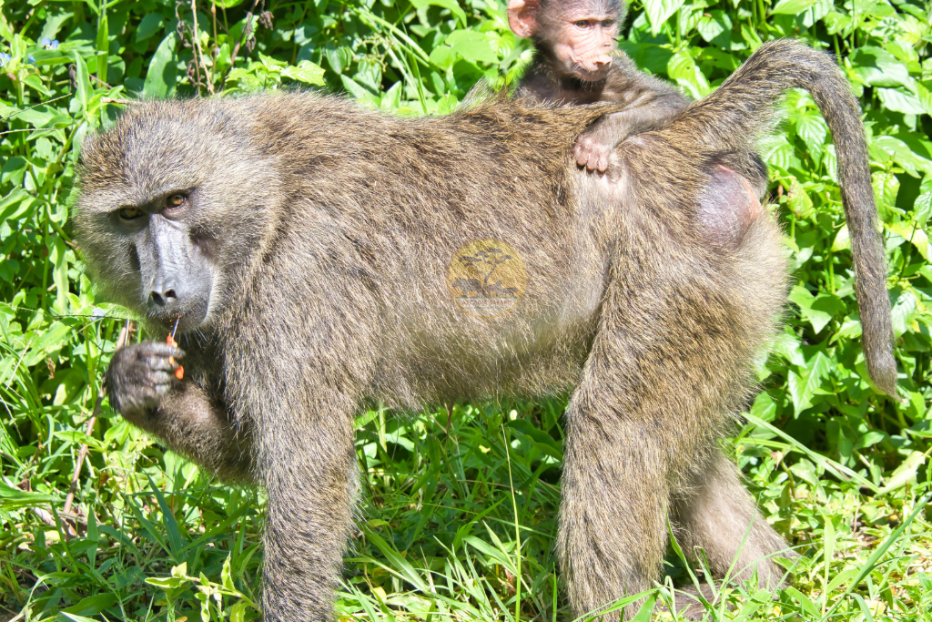 Olive Baboons in Uganda by Arcadia Safaris