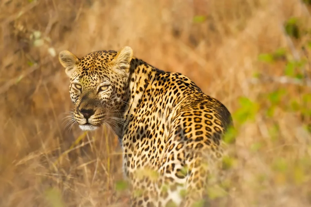 Queen Elizabeth National Park Biodiversity