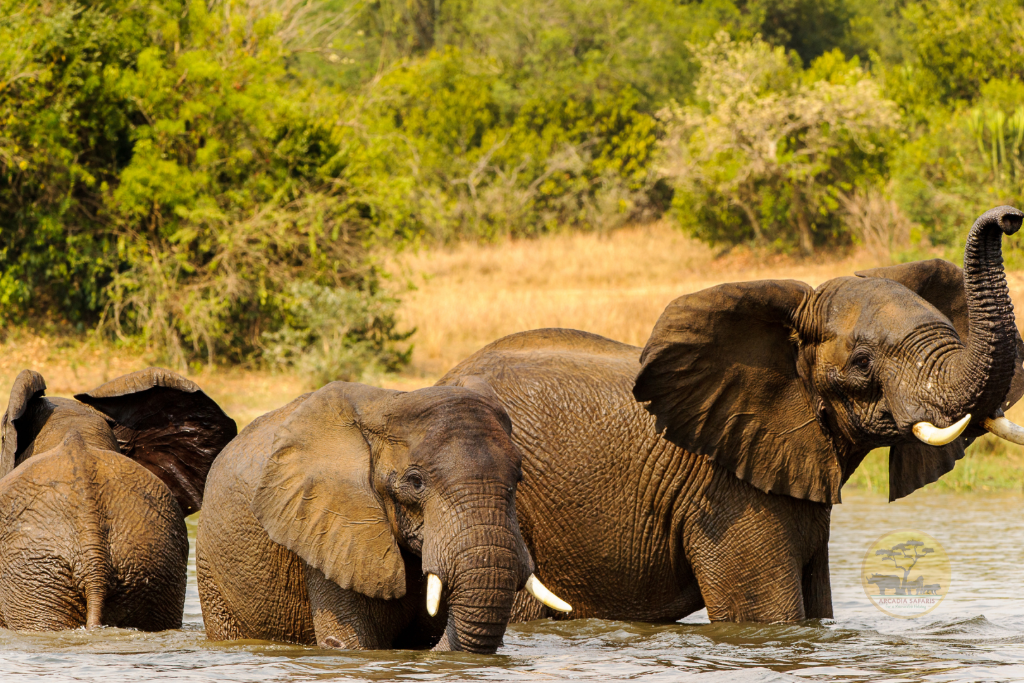 The Gestation Period of an Elephant